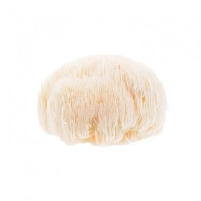 Lion’s Mane Mushroom Extract 10:1 Powder 50g.