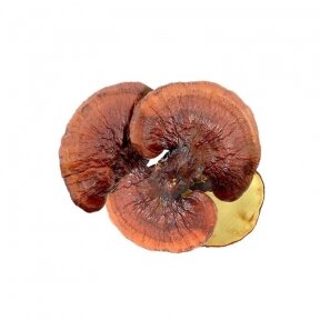 Reishi Mushroom Extract 10:1 Powder 100g.